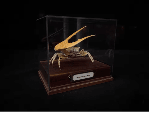 Real Crab Specimen Display – Handcrafted Natural Collector Decor with Custom Options