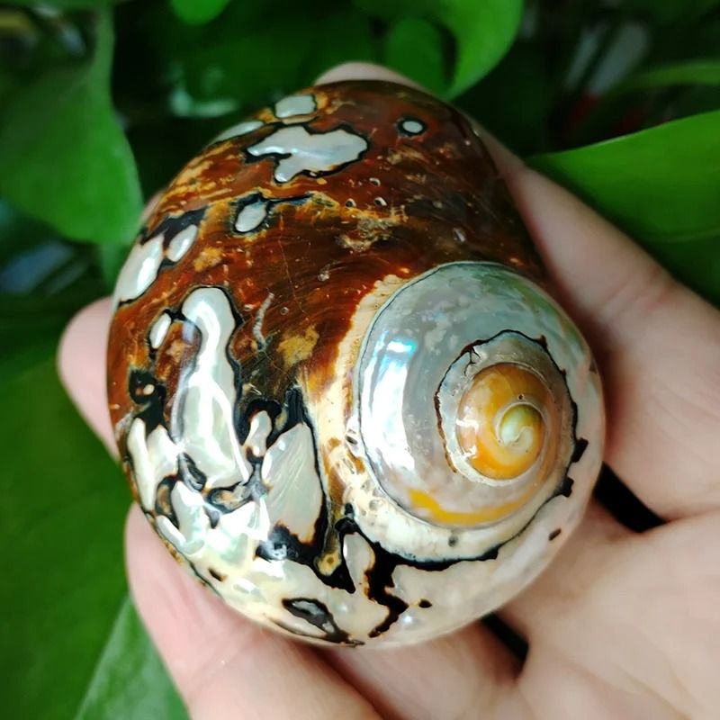 Rare African Sarmaticus Turbo Shell | Giant Brown Jade Hermit Crab House