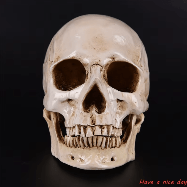 Life-Size Human Skull Resin Model – Realistic Anatomical Decor & Halloween Display