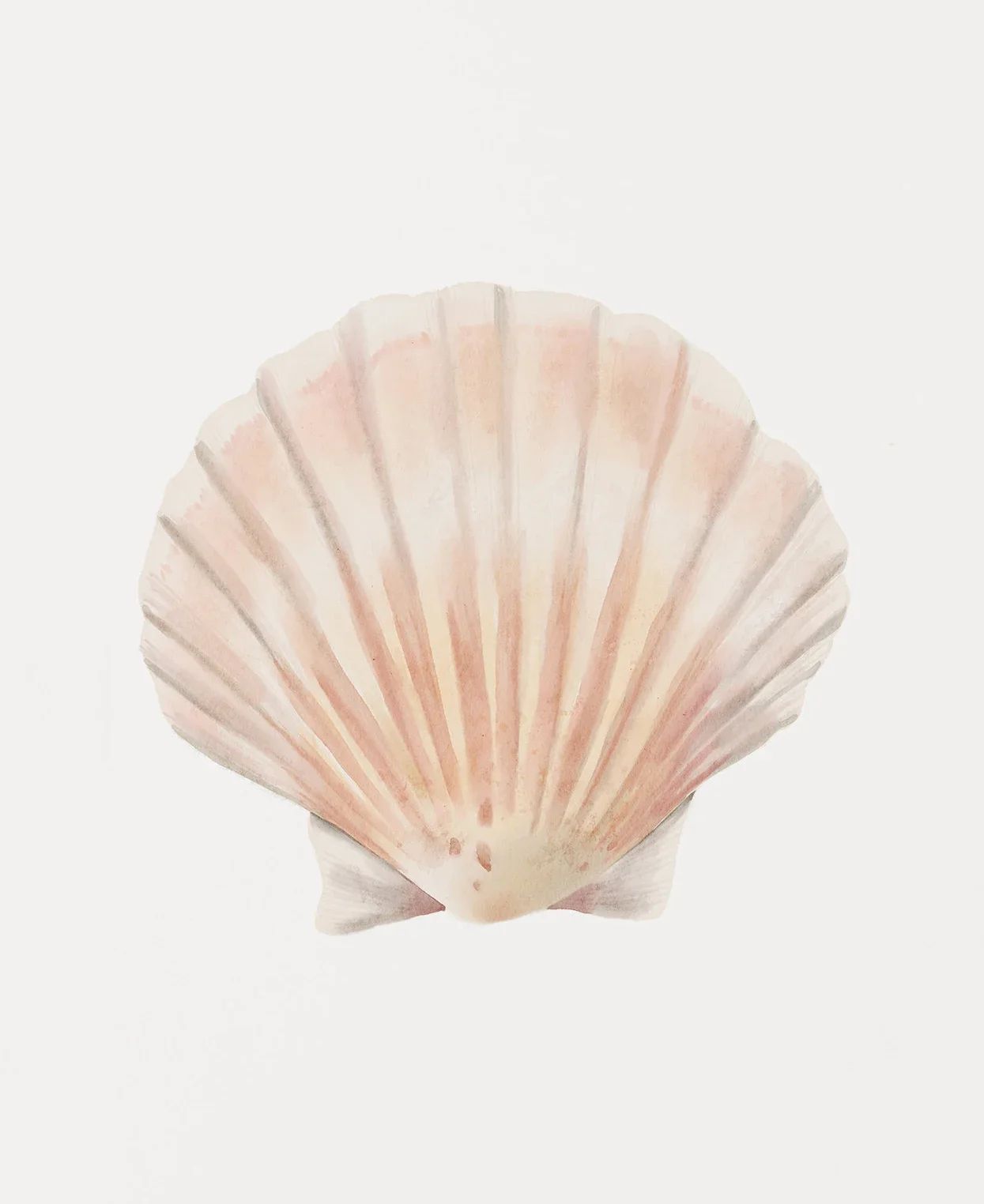 Coastal Seashell Wall Art Canvas Set Ocean Inspired Prints