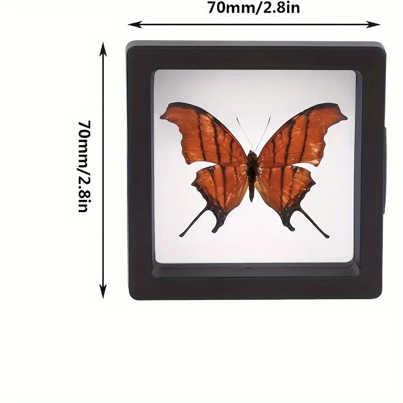 3D Floating Jewelry Display Cases 20 Pack