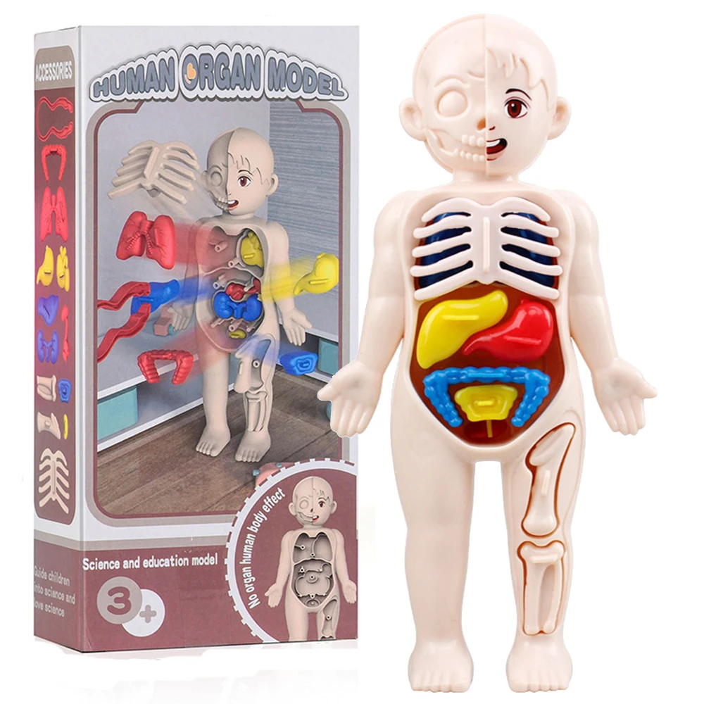 Montessori Human Body Anatomy Model DIY Educational Toy for Kids Science Learning