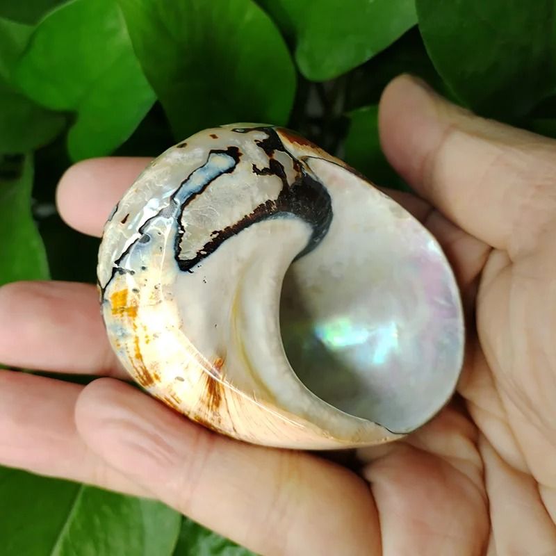 Rare African Sarmaticus Turbo Shell | Giant Brown Jade Hermit Crab House
