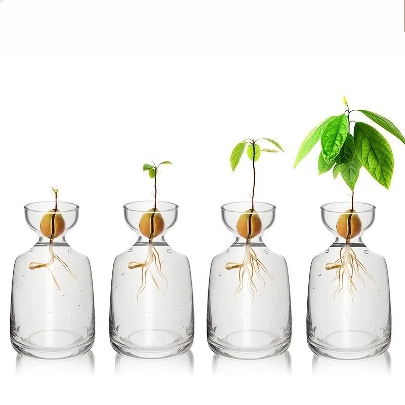Avocado Seed Starter Glass Vase | Grow Your Own Avocado Tree | Professional Hydroponic Planting Pot