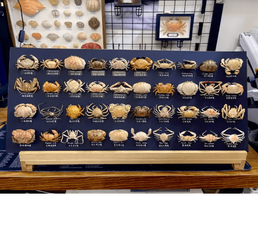 Real Crab Specimen Display – Handcrafted Natural Collector Decor with Custom Options