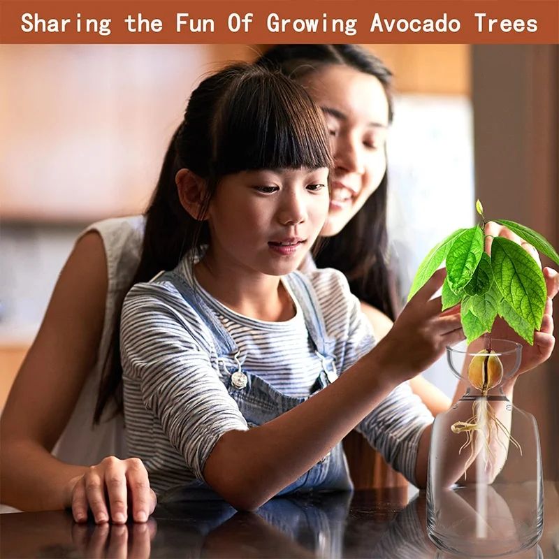 Avocado Seed Starter Glass Vase
