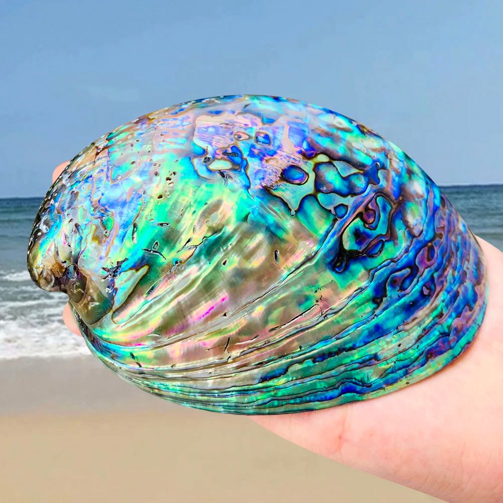 Natural Paua Abalone Shell Smudge Kit with Stand