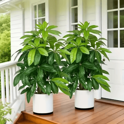 Large Artificial Money Tree Palm – Realistic Outdoor Greenery for Garden, Balcony & Events