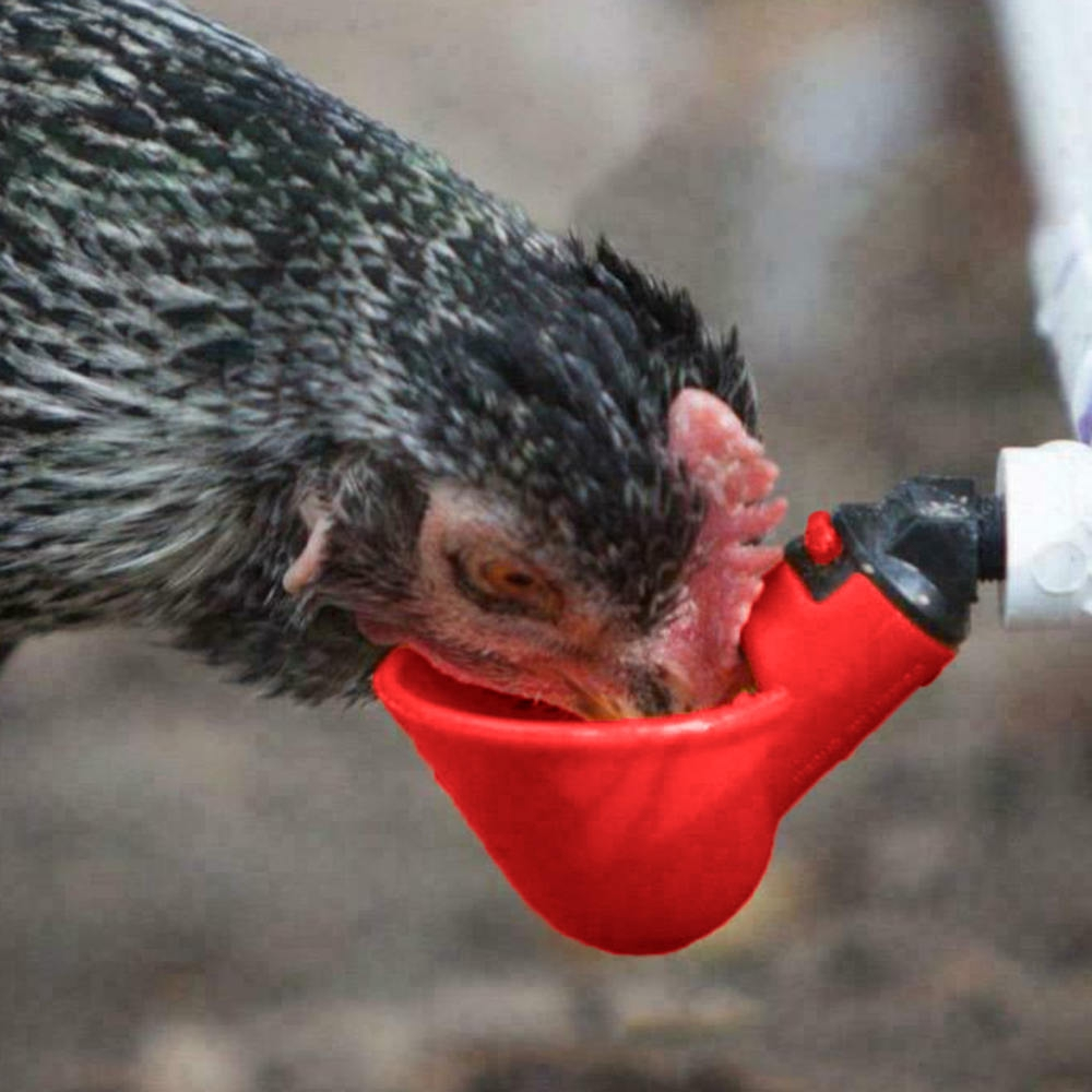 Automatic Chicken Water Feeder Cups