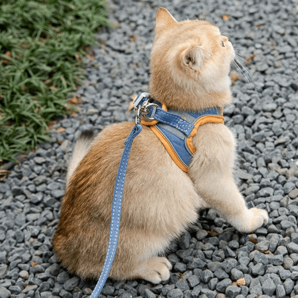 Cat Luminous Harness & Leash Set