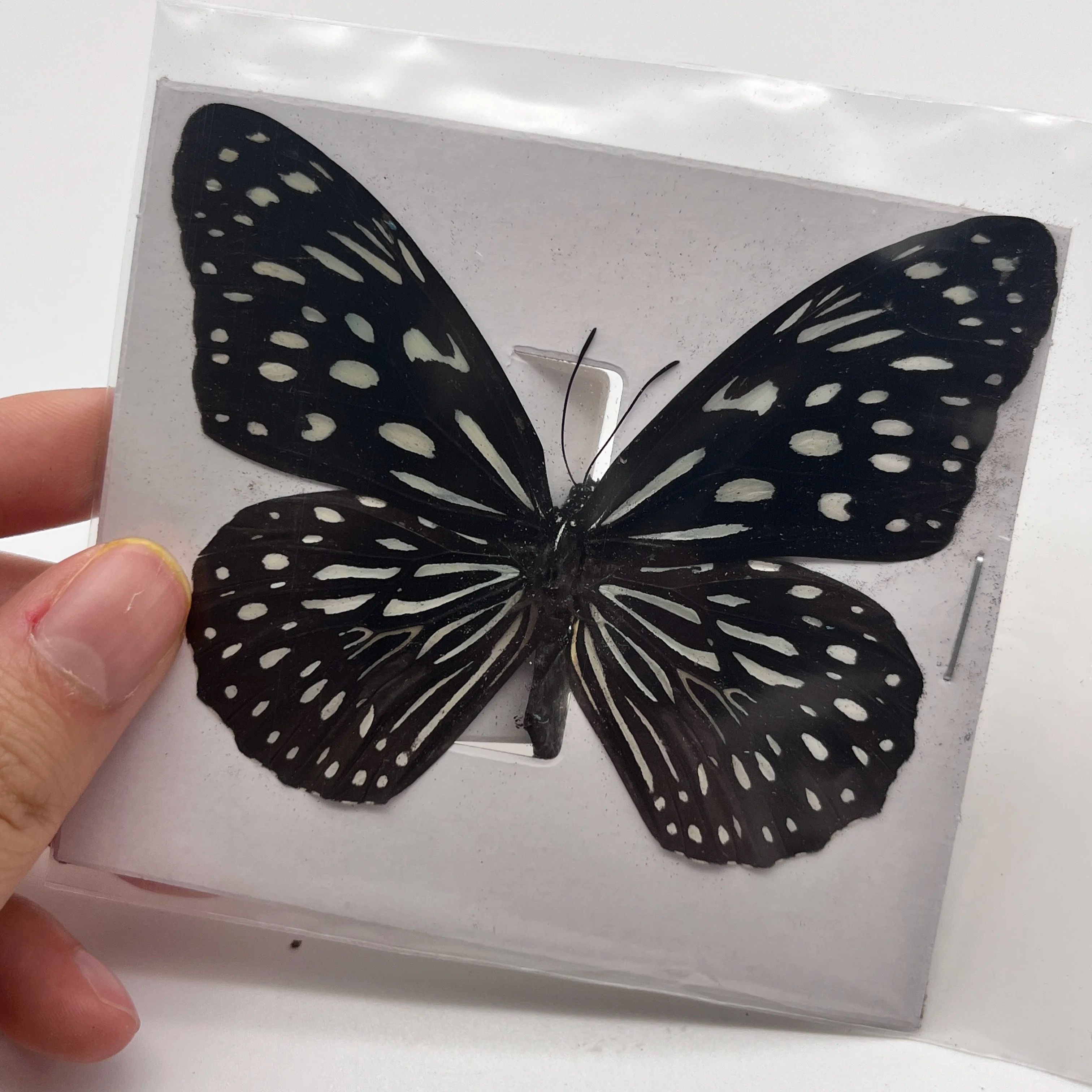 Real Butterfly Specimen Collection Set