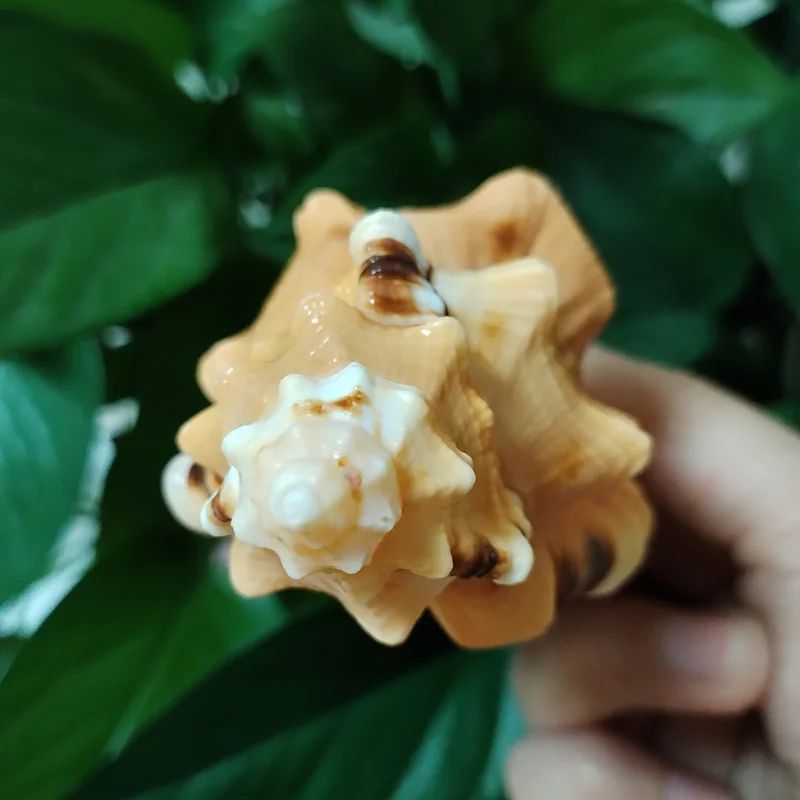 Natural Triton Sea Shell Decor – Cymatium Lotorium Beach Theme Aquarium & DIY Photography Prop