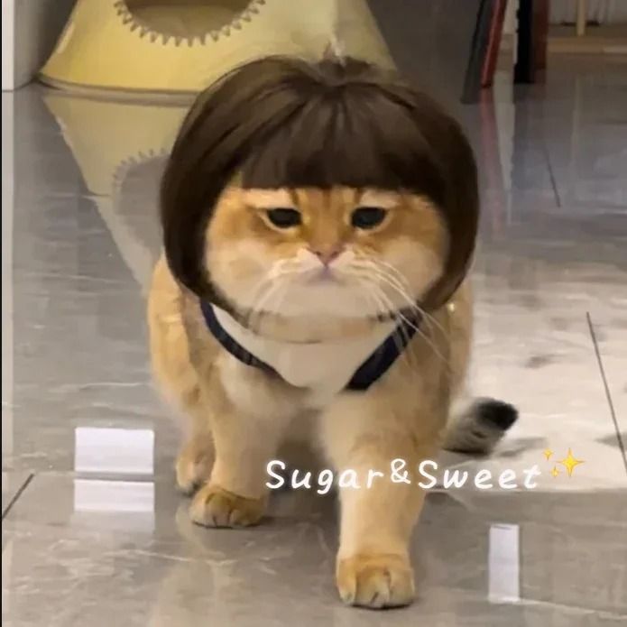 Funny Pet Cosplay Wig – Exploding Head & Braided Hair Accessories – High-Yield Festive Feline & Canine Interaction Hub