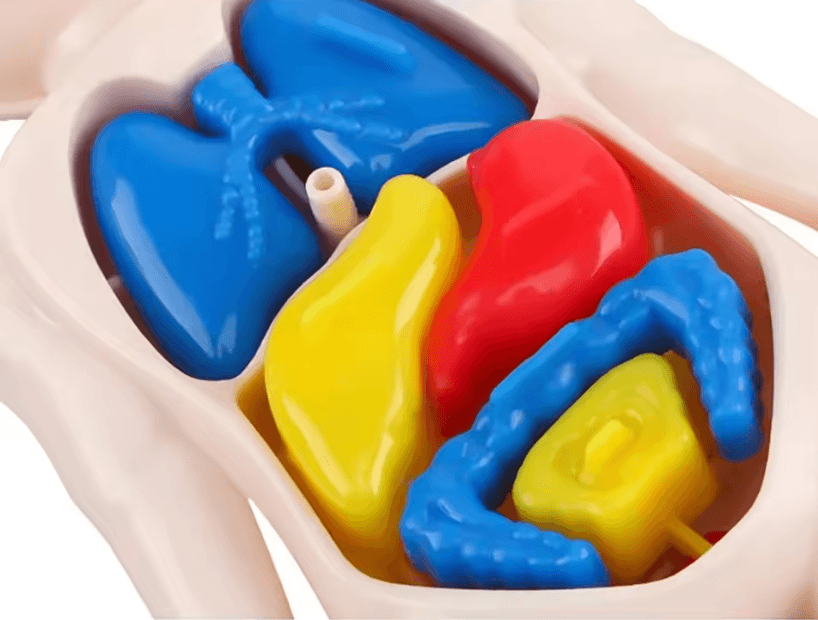 Human Body Anatomy Model for Kids Educational DIY Organ Toy for Science Learning and Montessori STEM Play