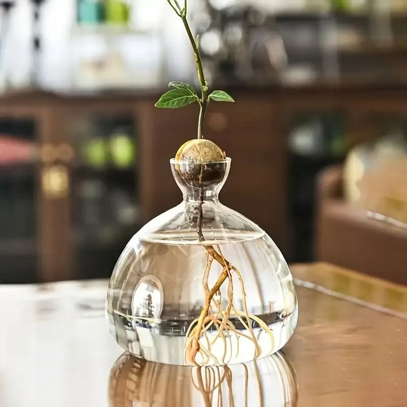 Avocado Seed Starter Glass Bulb Vase