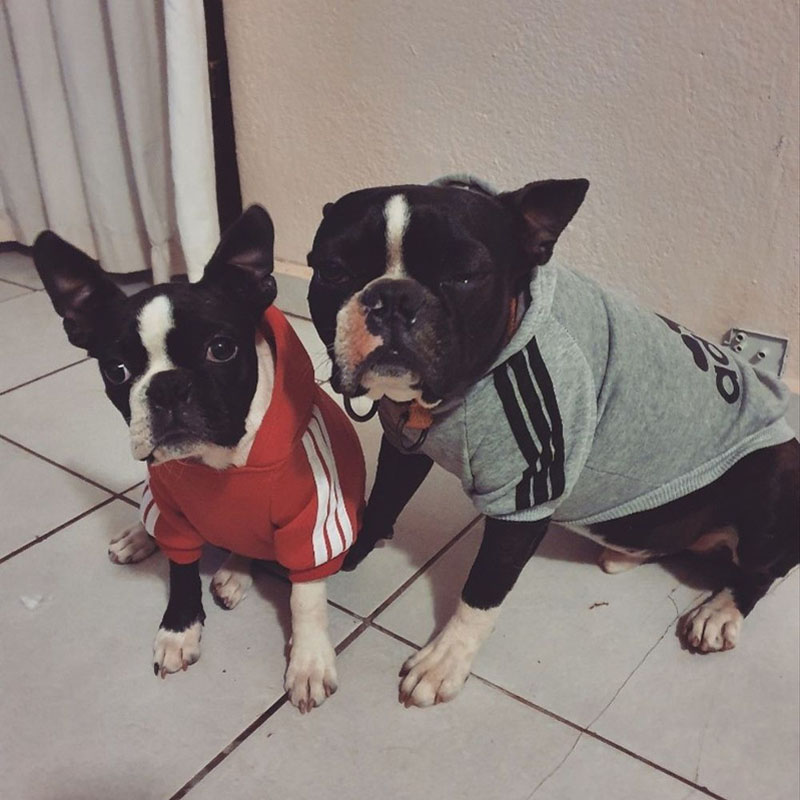 Warm Adidog Sport Hoodies: Winter Clothing for Dogs of All Sizes - Puppy Outfits for Small, Medium, Large Breeds & Cats
