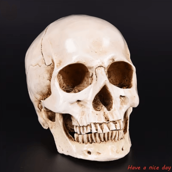 Life-Size Human Skull Resin Replica – Realistic Anatomical Decor & Halloween Prop