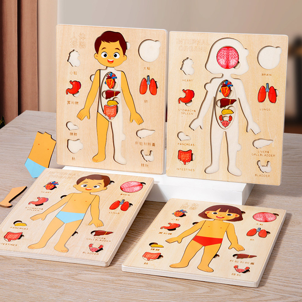 Montessori Puzzles Busy Board, Teaching Human Body Parts for Childrens Learning