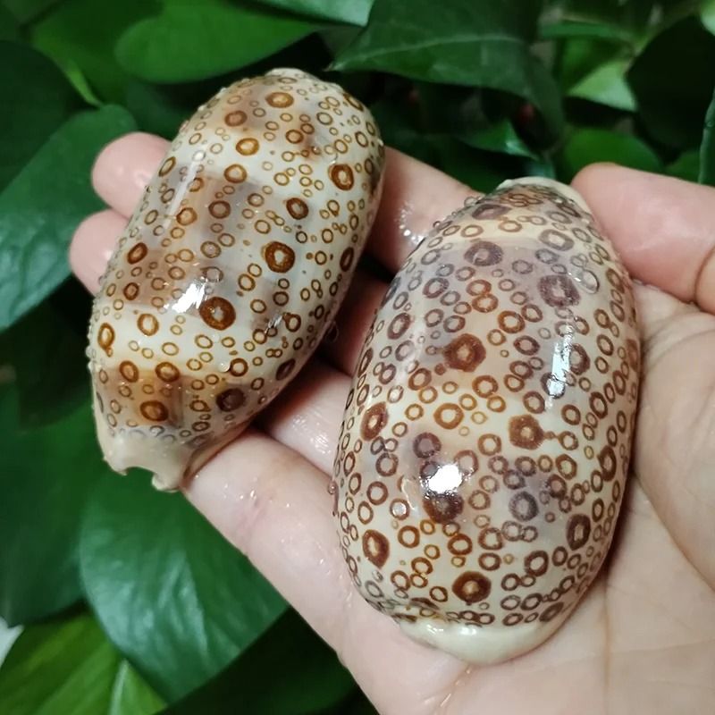 Rare Eyed Cowrie Shell Set | Talparia Argus Serpents Head Ocean Specimen