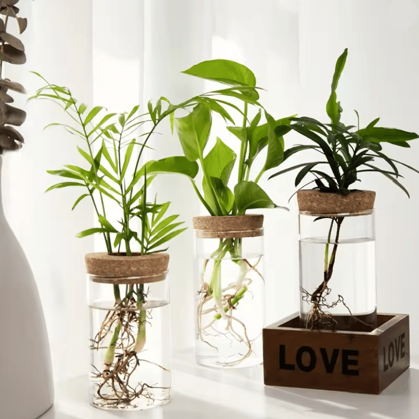 AquaBloom Desktop Glass Hydroponic Planter Vase
