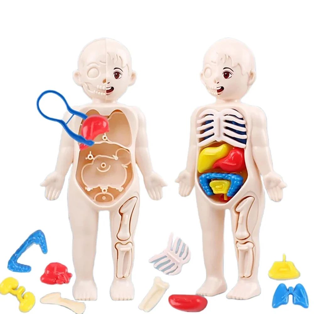 Montessori Human Body Anatomy Model, DIY Organ Puzzle for Kids | Science Education Medical Toy & Teaching Tool