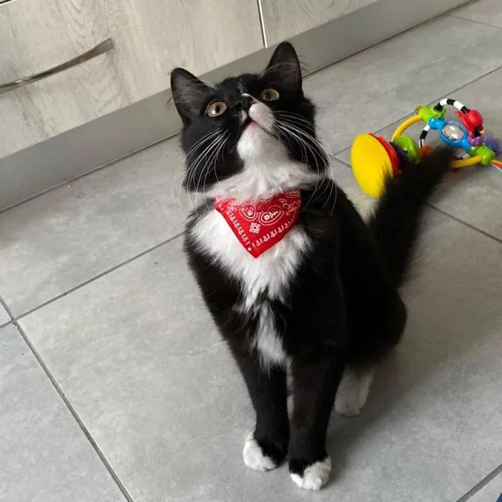 Adjustable Triangular Pet Bandana Collar – Cute Printed Scarf for Cats, Kittens & Small Dogs
