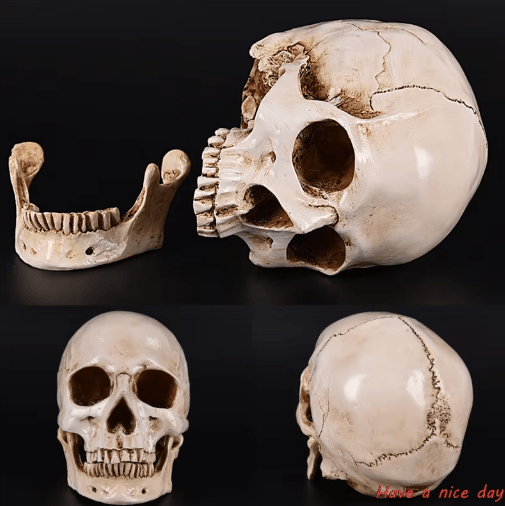 Lifesize Human Skull Resin Model – Realistic Anatomy Head Replica for Decor & Study