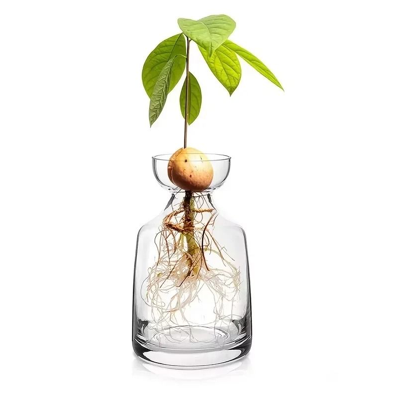 Avocado Seed Starter Glass Vase | Grow Your Own Avocado Tree | Professional Hydroponic Planting Pot