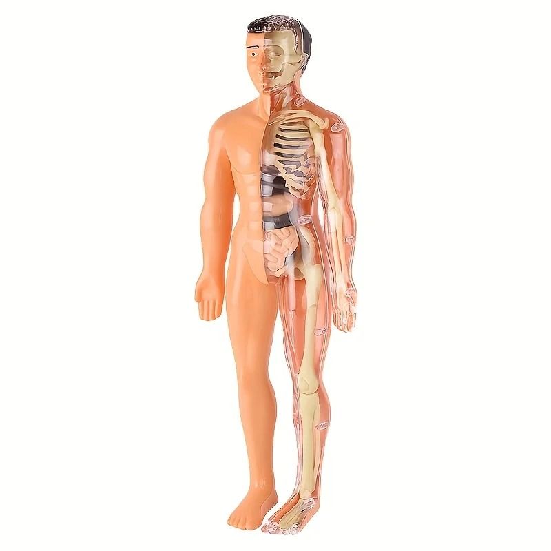 Human Anatomy Model with Removable Bones and Complete Trunk Medical Teaching Skeleton Kit