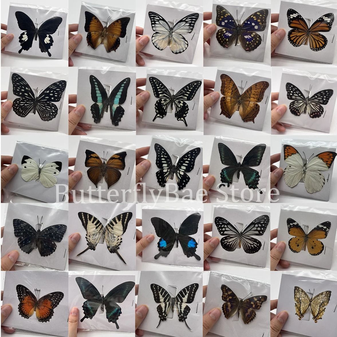 Real Butterfly Specimens | Natural Insect Collection & Art Decor