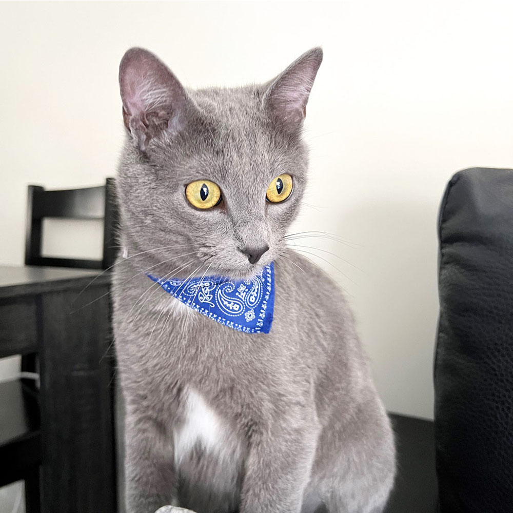 Cute Printed Bandana Cat Collar Adjustable Triangular Scarf Collar for Puppy, Dog, Kittens & Small Animals
