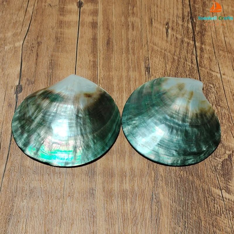 Polished Black Mother of Pearl Shell | Pinctada Margaritifera Sea Shell Collector Specimen