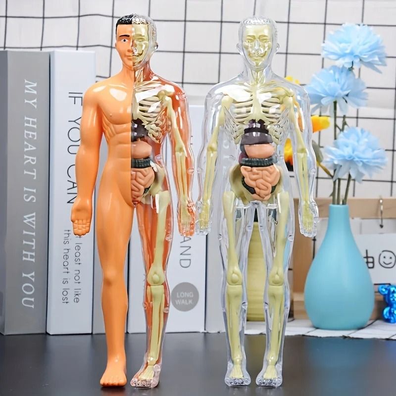 Human Anatomy Model with Removable Bones and Complete Trunk Medical Teaching Skeleton Kit