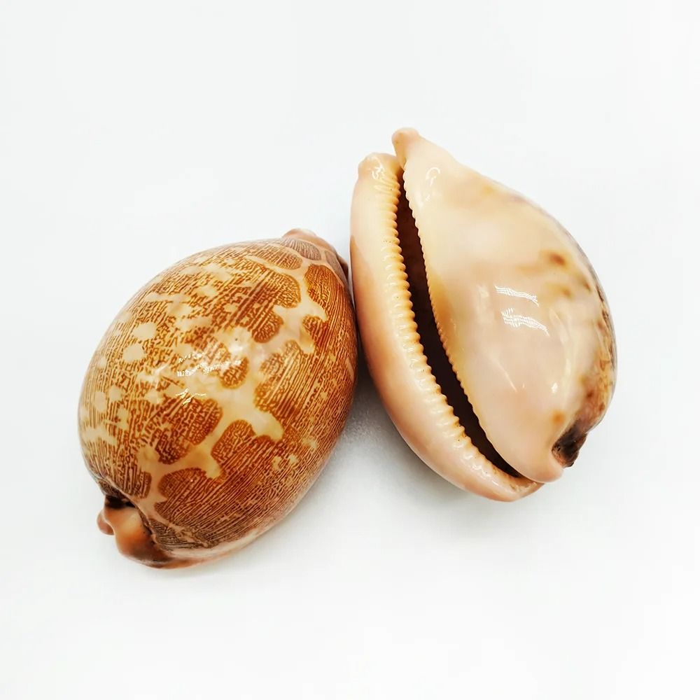 Rare Eyed Cowrie Shell Set | Talparia Argus Serpents Head Ocean Specimen