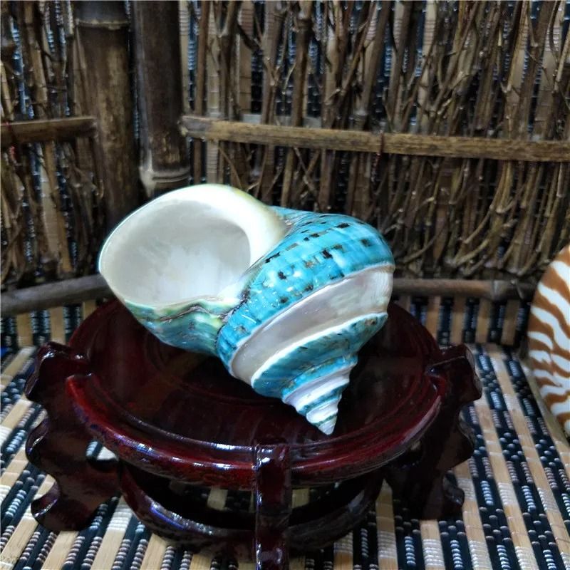 Natural Banded Turbo Shells – Real Green & Blue Jade Large Hermit Crab Shells for Coastal Home Decor