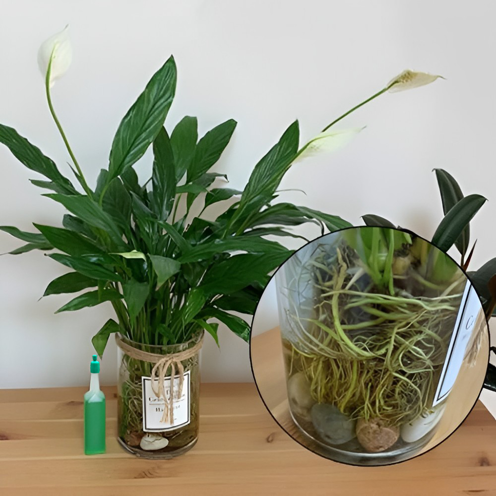 Healthy Growth Liquid Fertilizer
