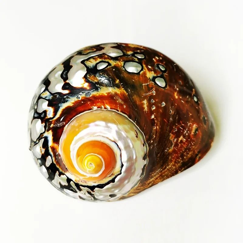 Rare African Sarmaticus Turbo Shell | Giant Brown Jade Hermit Crab House