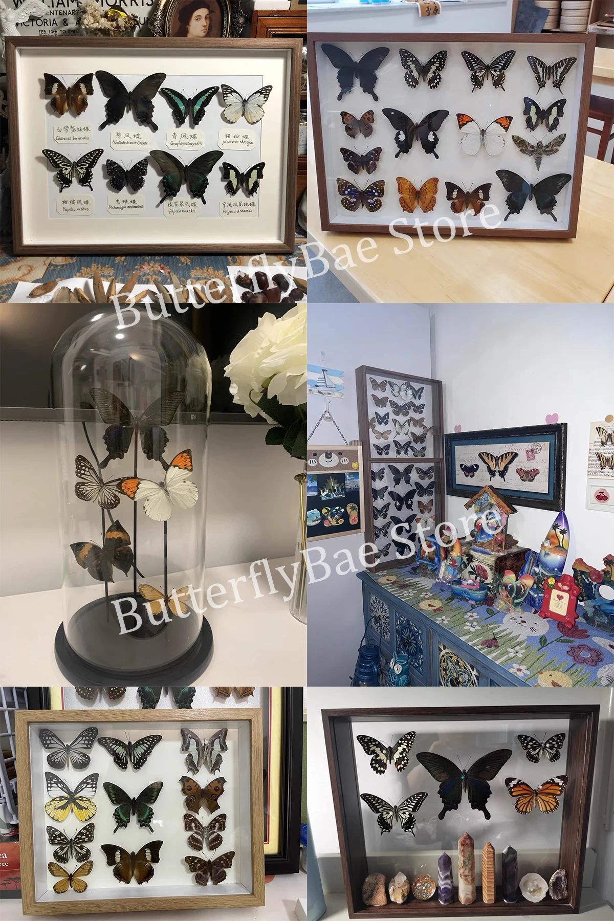Real Butterfly Specimen Collection Set