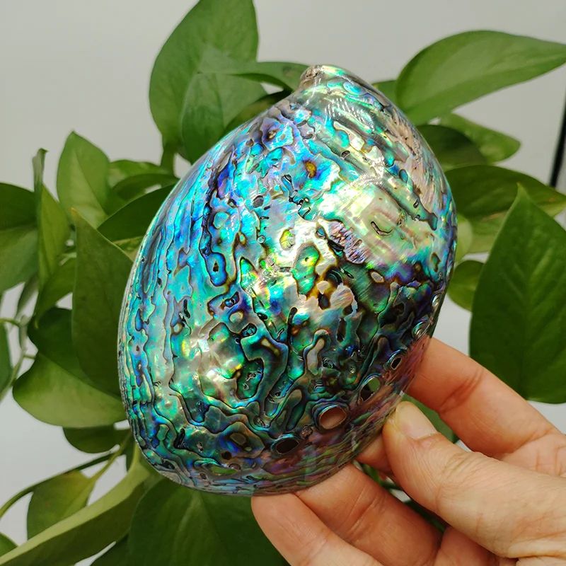Natural Paua Abalone Shell Smudge Kit with Stand