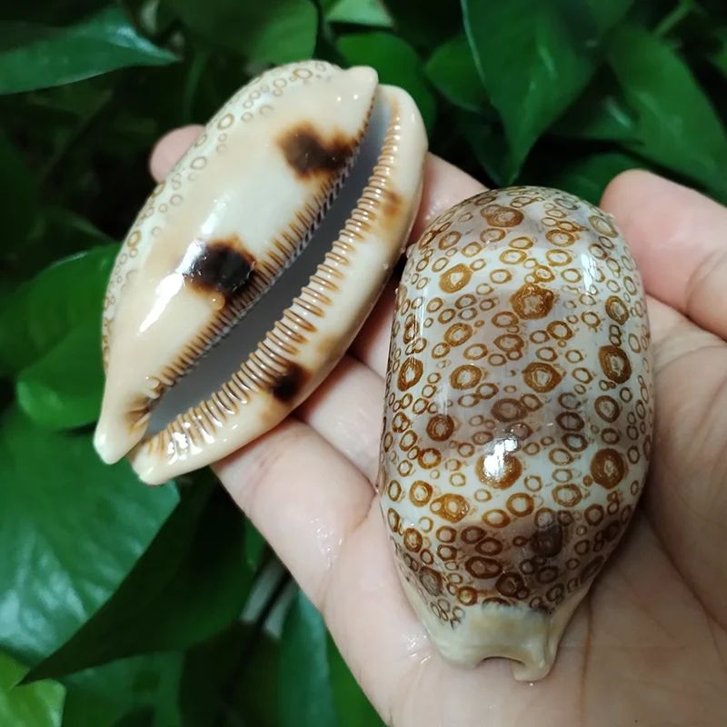 2pcs Talparia Argus Cowrie Shell Set – Natural Serpent Head Sea Shell Decor for Aquarium & Home