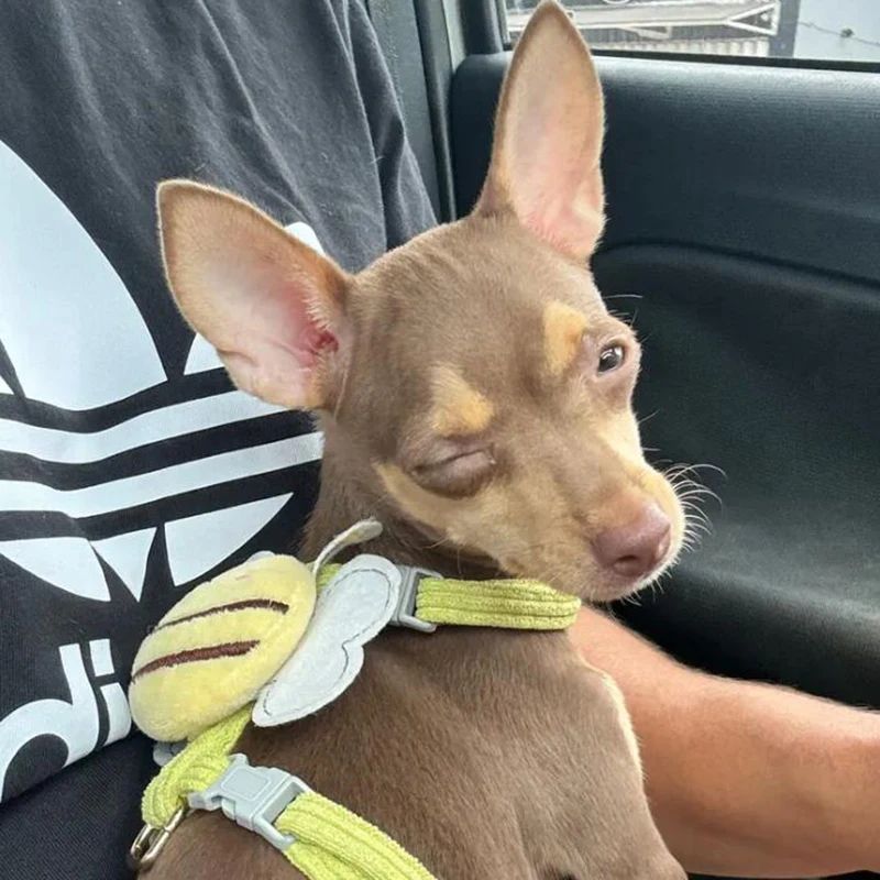 Escape Proof Mesh Cat Harness Leash Set
