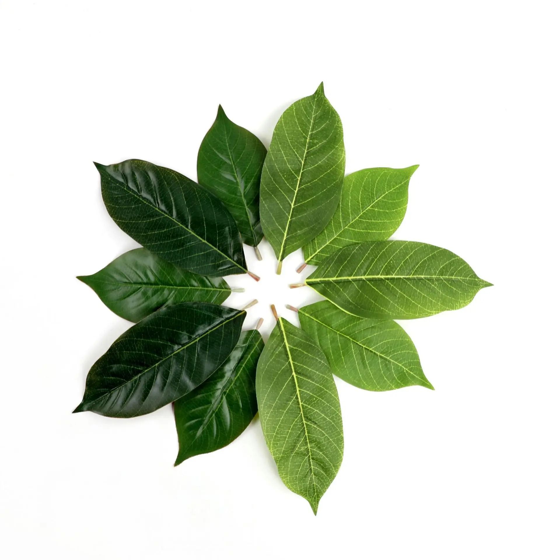 Botanical Narrative Sculpture – High-Definition Magnolia Leaf Architectural Set