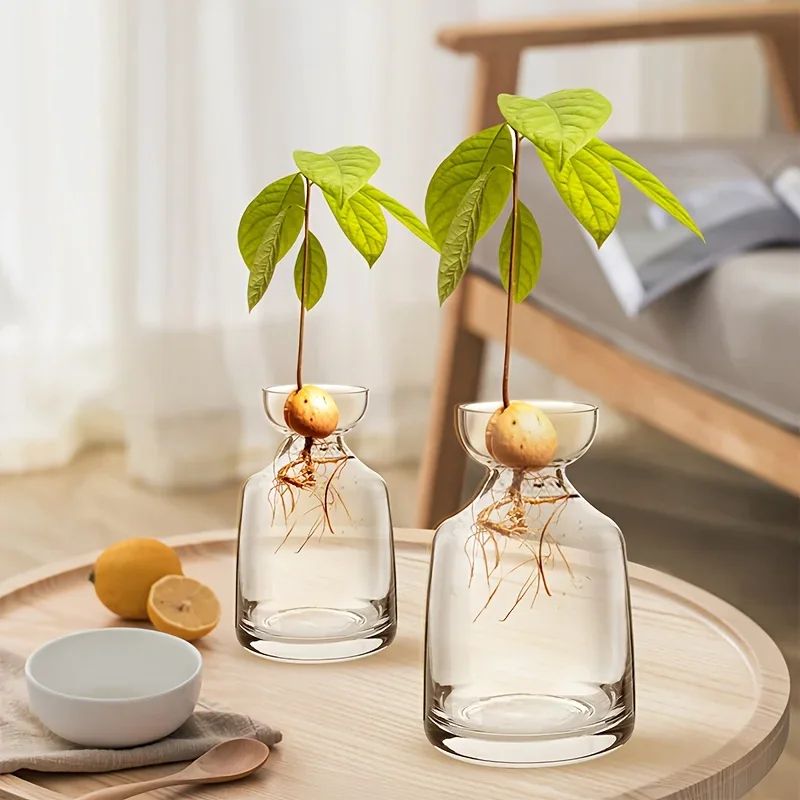 Avocado Seed Starter Glass Vase