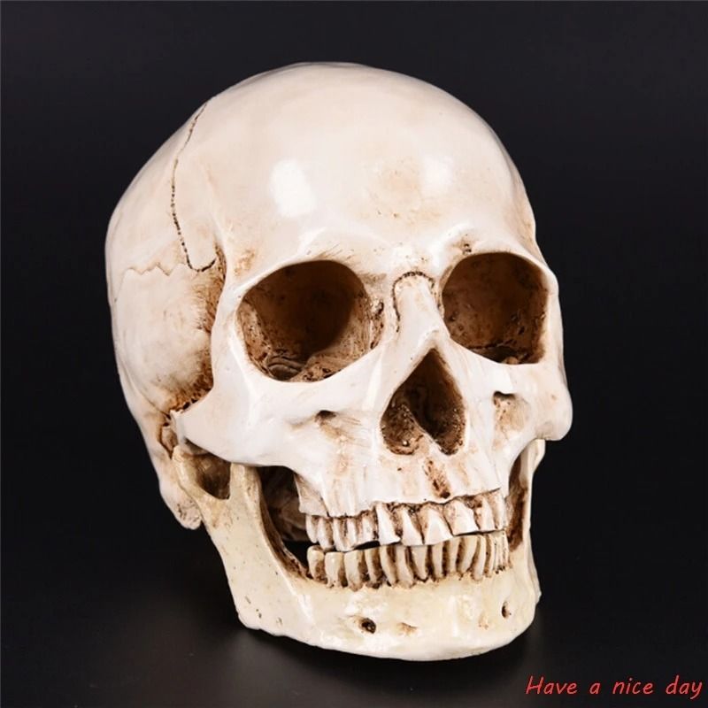 1 1 Lifesize Human Skull Resin Replica | Medical-Grade Anatomical Model Decor