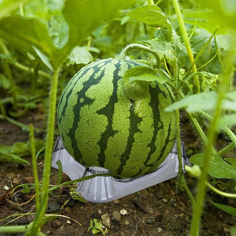 50-Pack Garden Melon Cradle Supports - Watermelon Support Stand & Pumpkin Holder Set