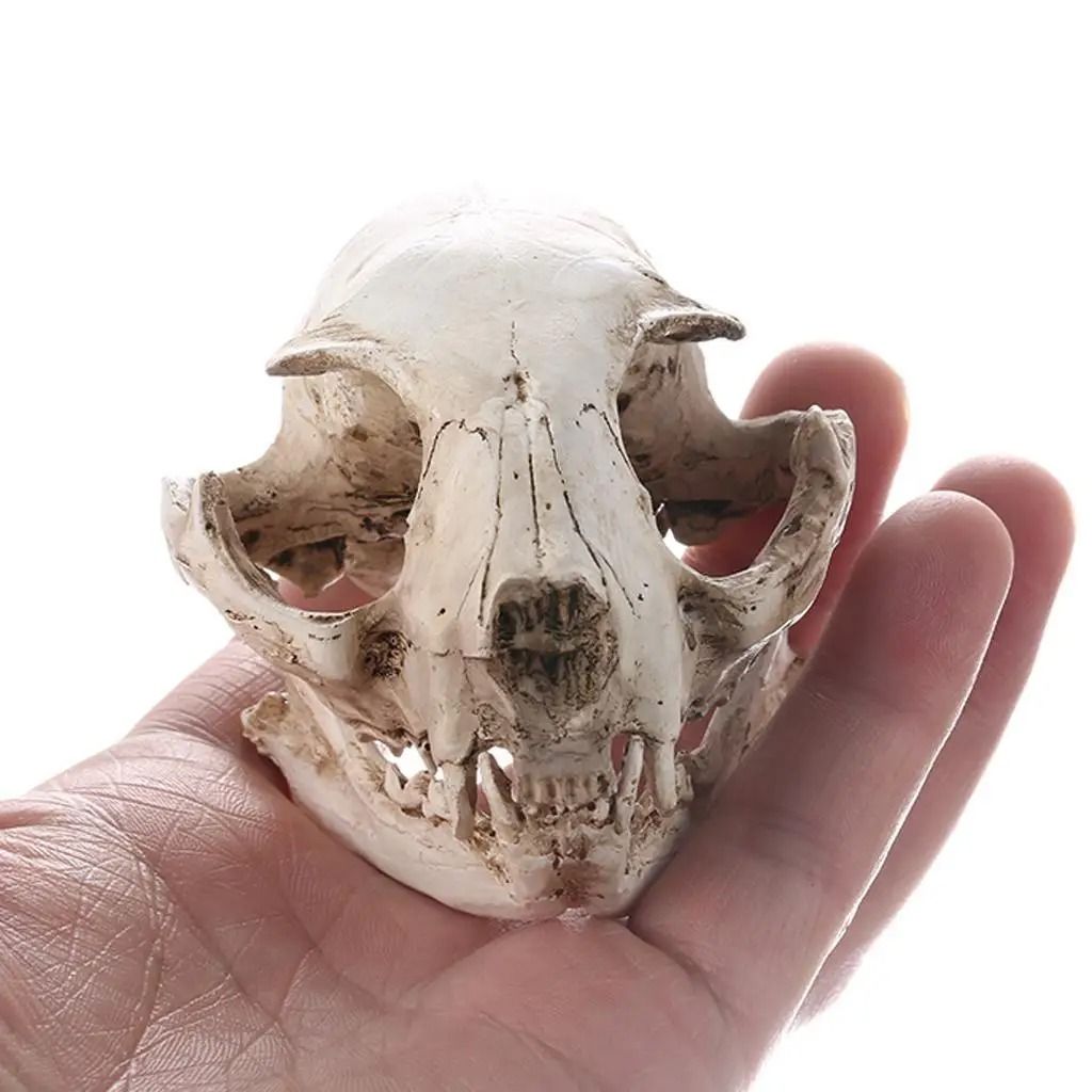 Cat Skull Model Animal Skull Replica Realistic Anatomy Teaching Decor Ornament