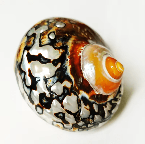 Natural South African Turban Seashell Turbo Snail Shell for Coastal Decor & Crafts