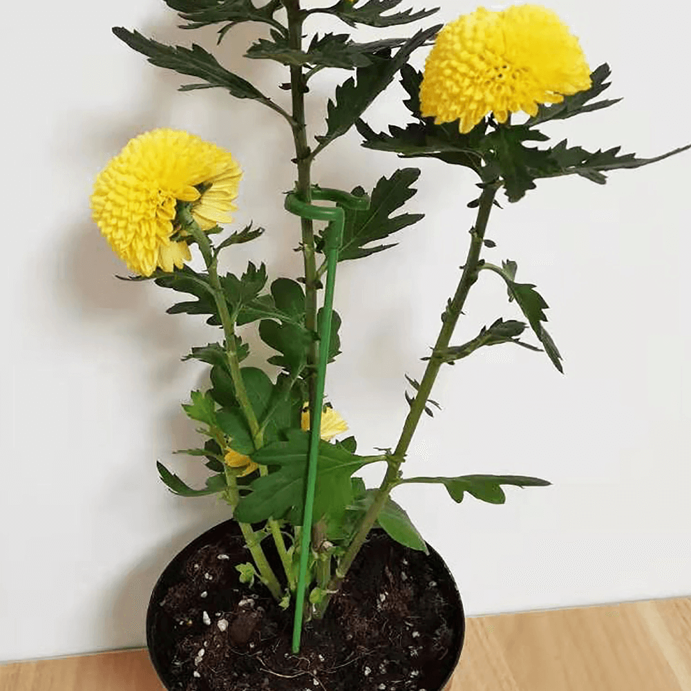 Plant Support Stake