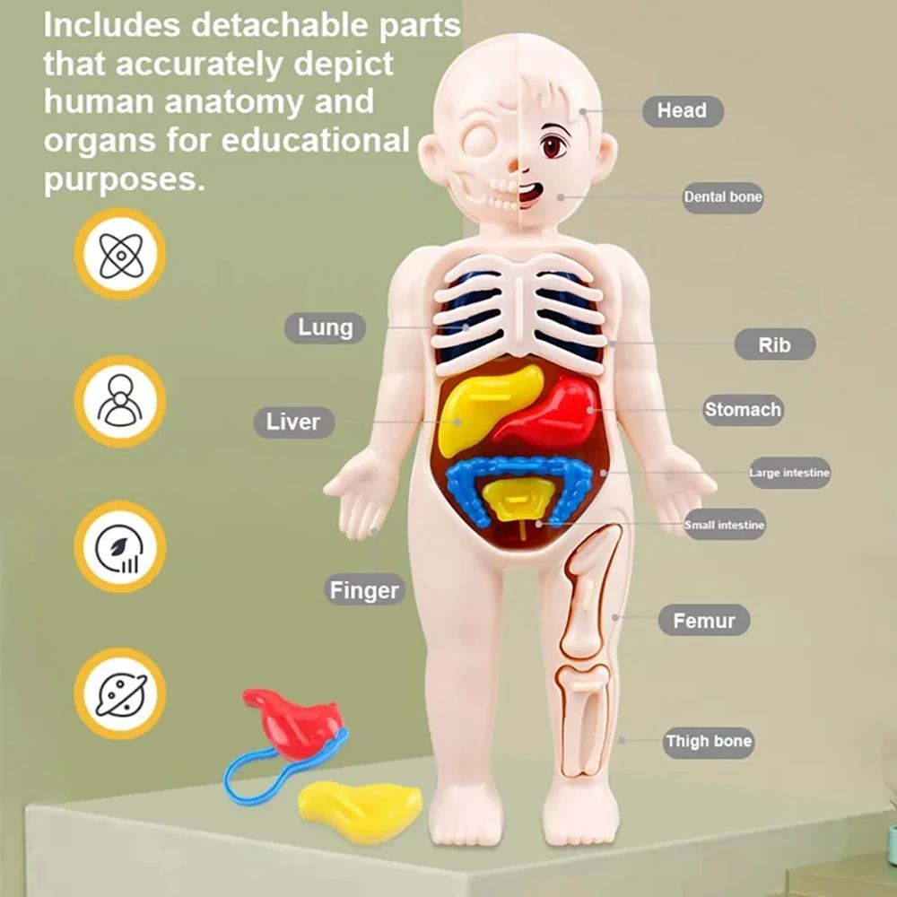 Montessori Human Body Anatomy Model, DIY Organ Puzzle for Kids | Science Education Medical Toy & Teaching Tool