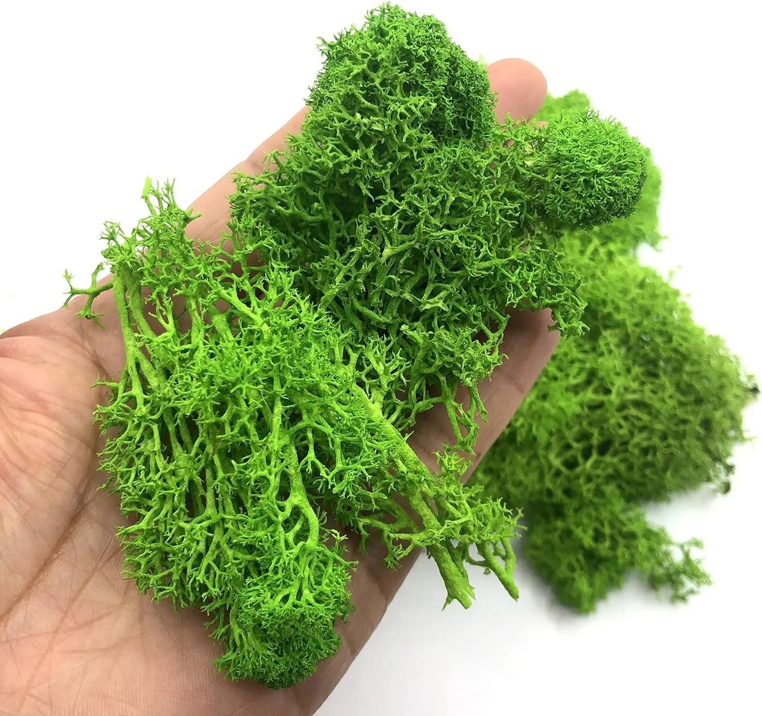 Eternal Life Moss Grass | Natural Preserved Greenery for Mini Landscapes & DIY Crafts